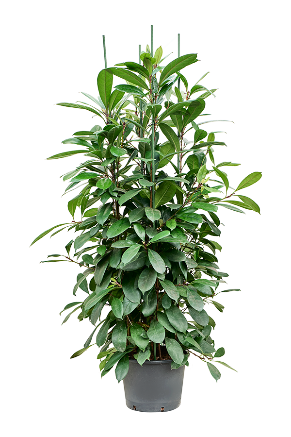 Wasserpflanze Ficus Cyathistipula