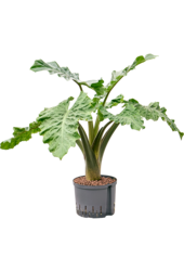 Wasserpflanze Alocasia Low Rider