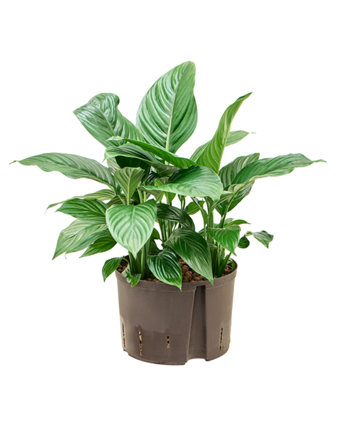 Wasserpflanze Spathiphyllum