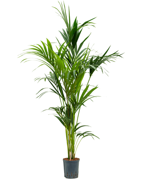 Wasserpflanze Kentia