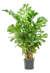 Wasserpflanze Caryota Mitis