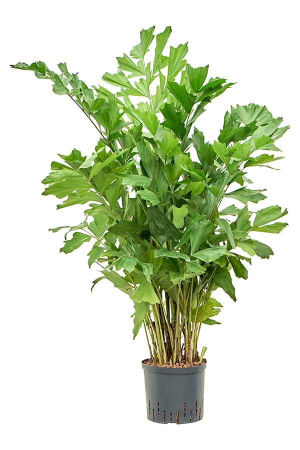 Wasserpflanze Caryota Mitis