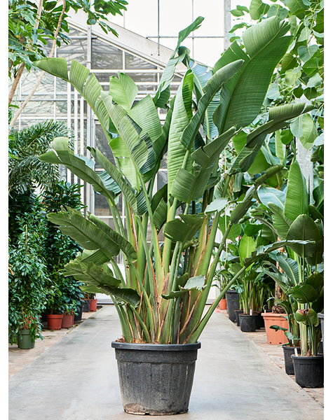 Strelitzia