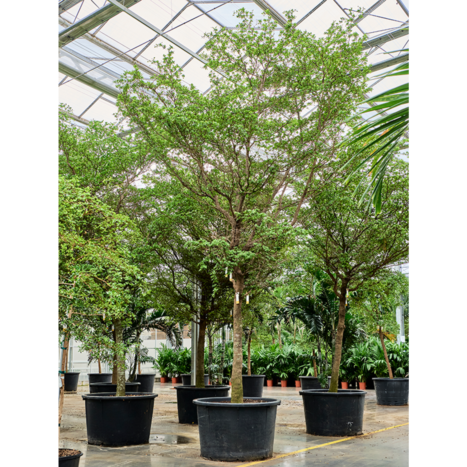 Bucida Buceras Shady Lady (500-600) | Schnelle Lieferung | Fleurdirect -  www.fleurdirect.com