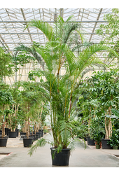 Dypsis (Areca) Lutescens