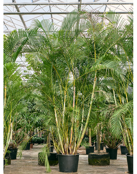 Dypsis