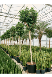 Ficus Microcarpa Nitida