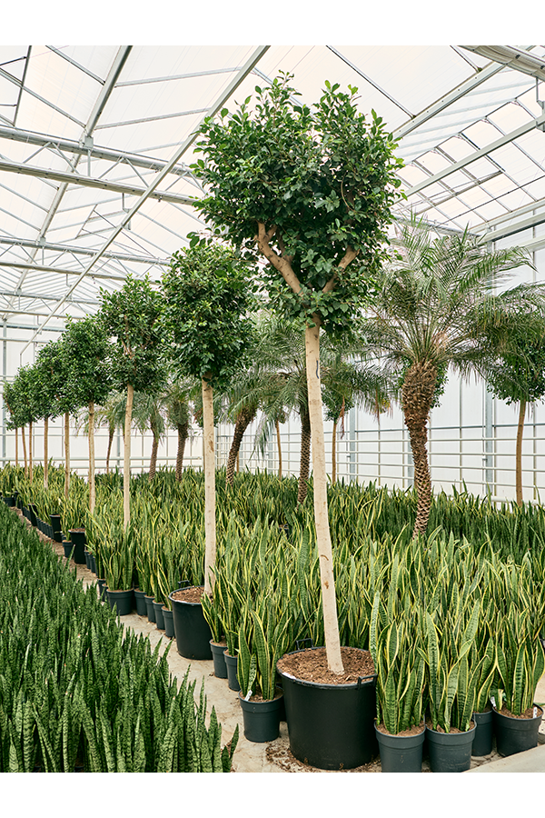 Ficus Microcarpa Nitida
