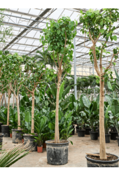 Ficus Religiosa (400-500)