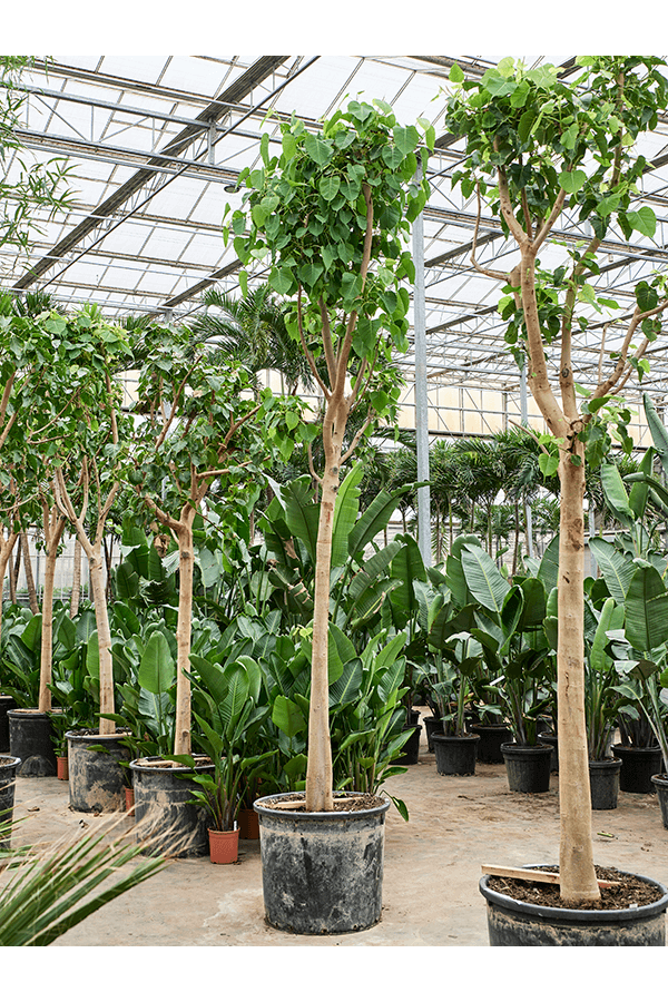 Ficus Religiosa (400-500)