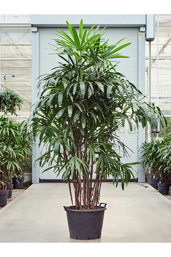 Rhapis Excelsa