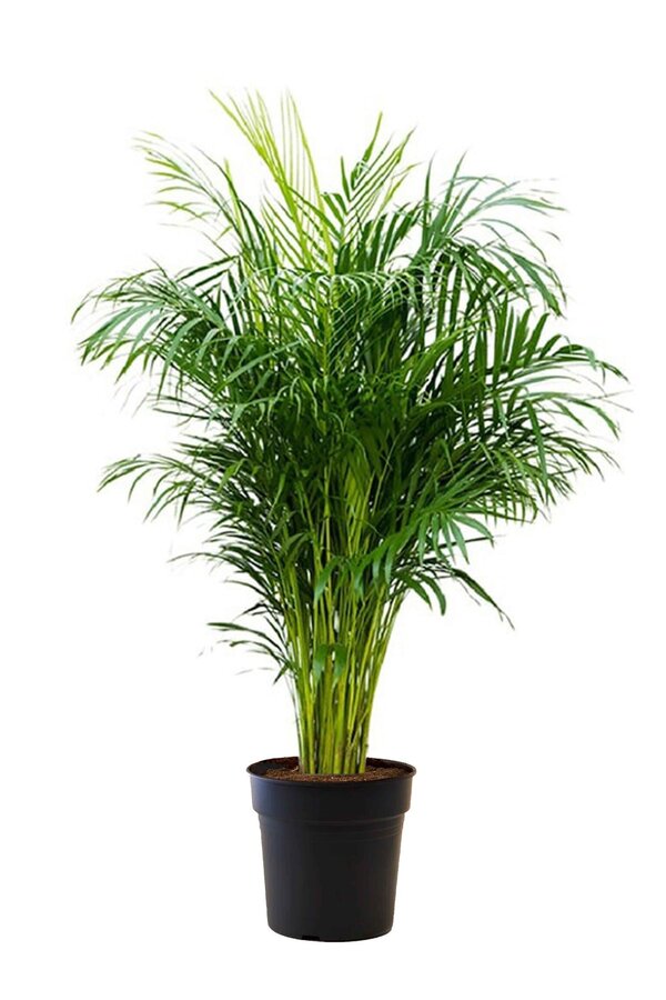 Goldfruchtpalme  Areca M