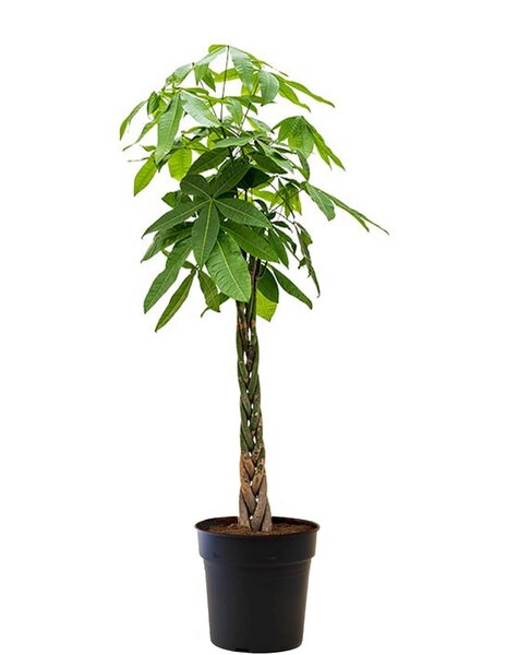 Pachira Aquatica