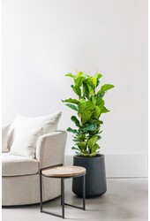Ficus Lyrata Geigenfeige  S