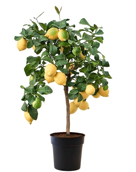 Zitronenbaum