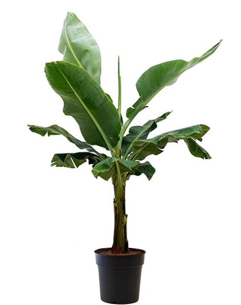 Musa