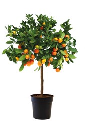 Orangenbaum M