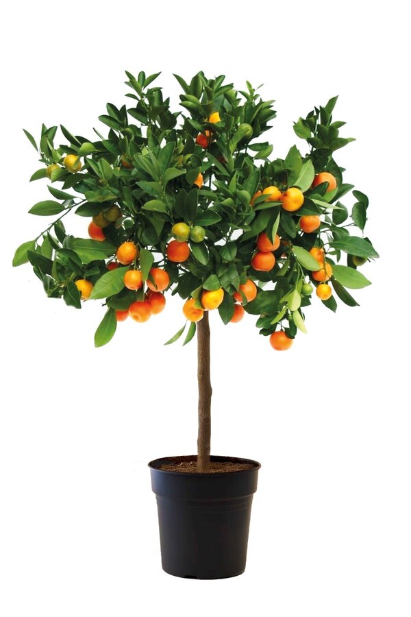 Orangenbaum M