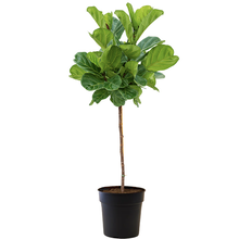 Ficus Lyrata