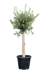 Olivenbaum dicker Stamm L