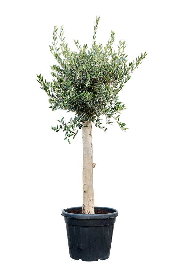 Olivenbaum dicker Stamm