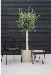 Olivenbaum dicker Stamm L