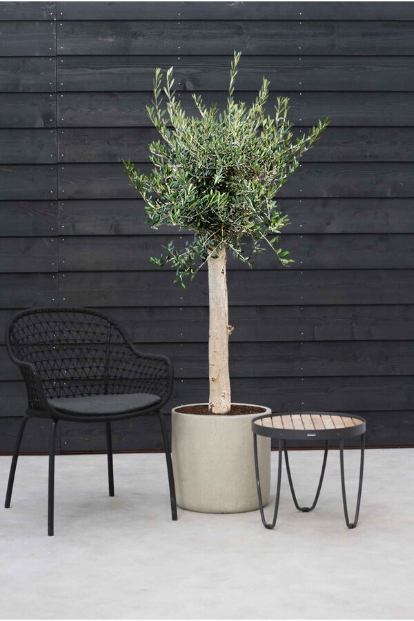 Olivenbaum dicker Stamm L