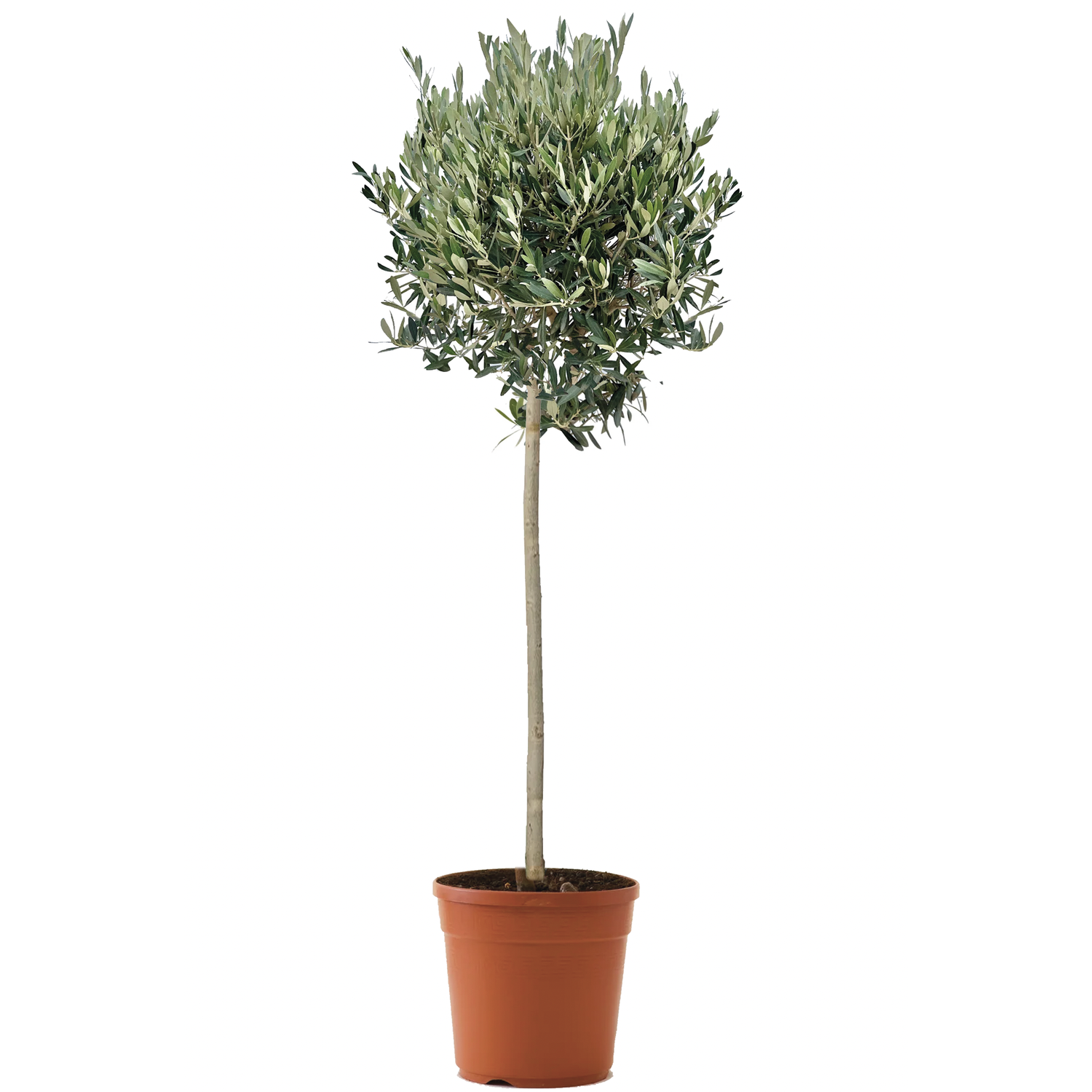 sansevieria fernwood blüte 6