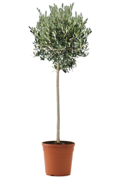 Olivenbaum XXL