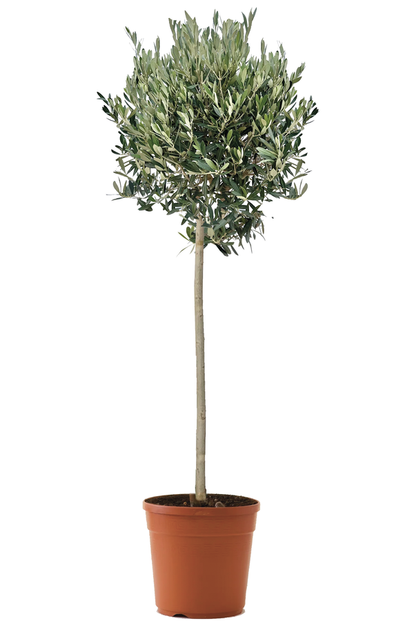 Olivenbaum XXL