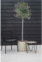 Olivenbaum XXL