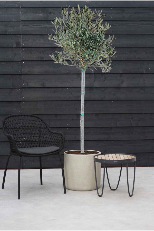 Olivenbaum XXL