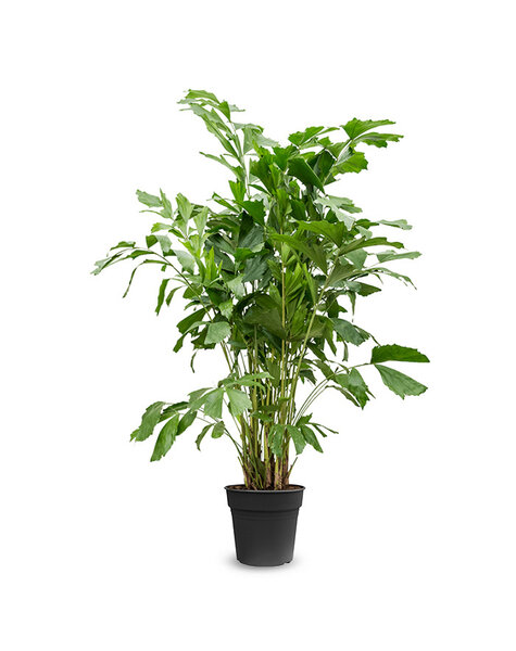 Caryota