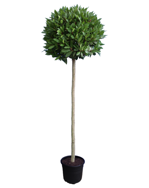 Laurus nobilis