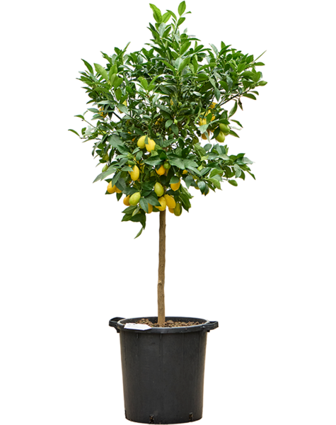 Zitronenbaum
