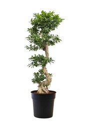 Ficus-Bonsai