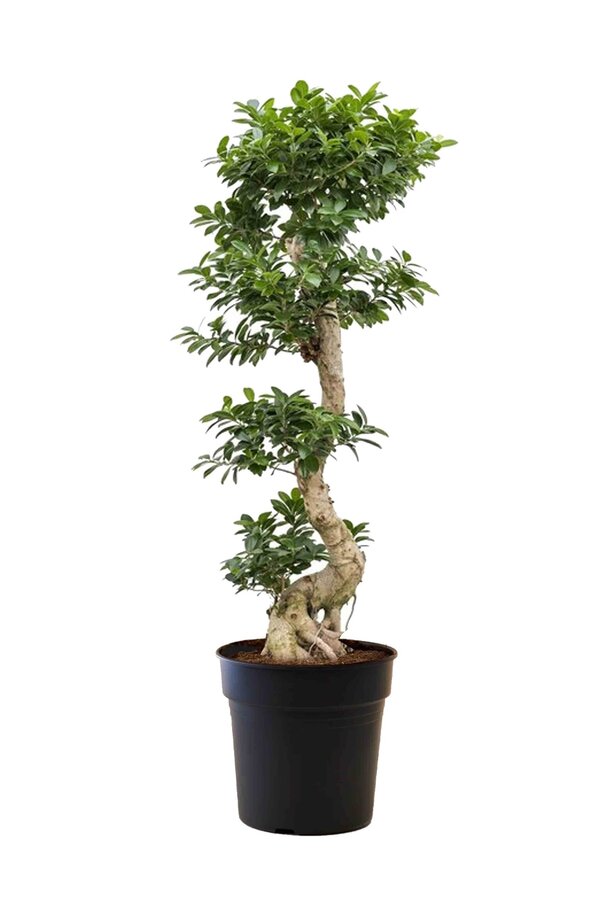 Ficus-Bonsai