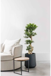 Ficus-Bonsai