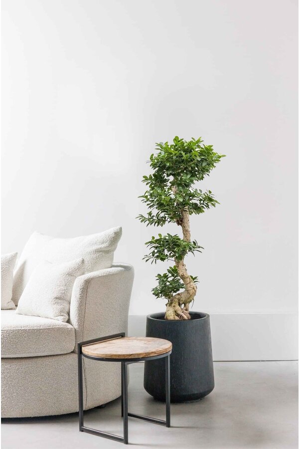 Ficus-Bonsai