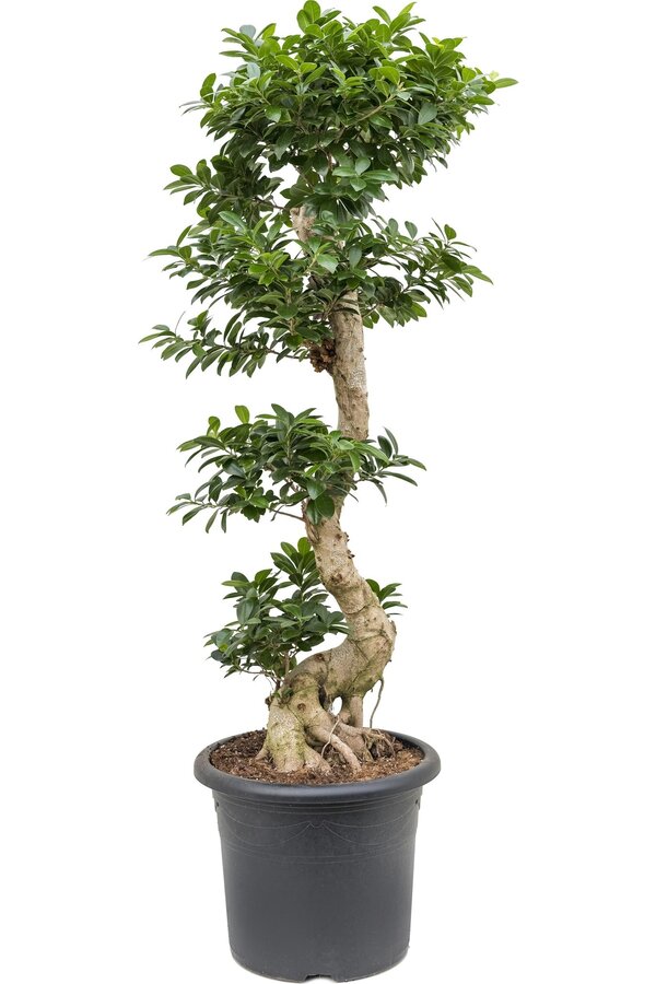 Ficus-Bonsai