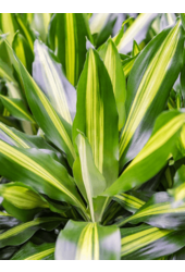 Wasserpflanze Dracaena Fragrans Cintho