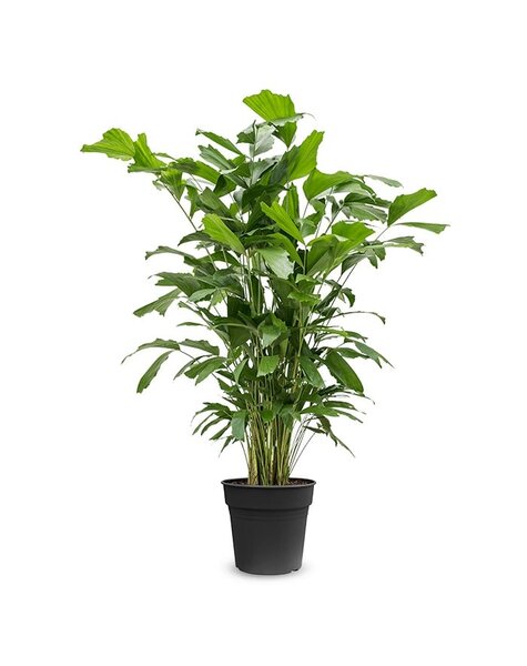Caryota