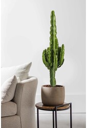 Euphorbia erytrea