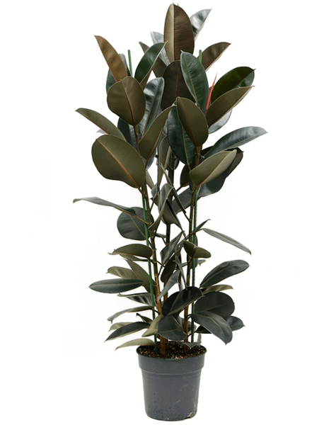 Ficus Abidjan