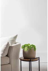 Pilea-Pfannkuchenpflanze
