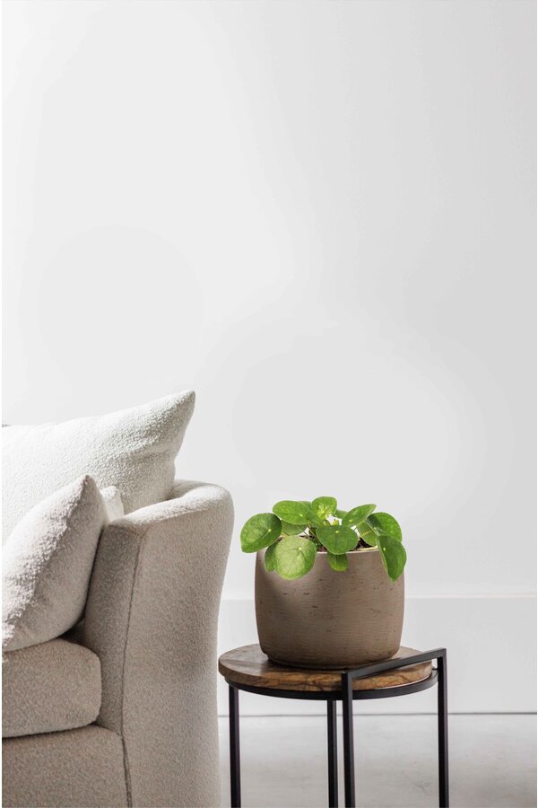 Pilea-Pfannkuchenpflanze