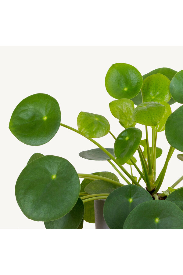 Pilea-Pfannkuchenpflanze
