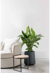 Einblatt Spathiphyllum Sweet Sebastiano