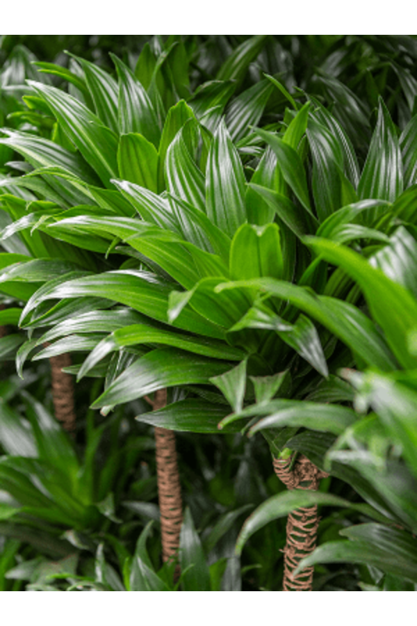 Wasserpflanze Dracaena Fragrans Compacta