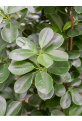 Wasserpflanze Ficus Microcarpa Moclame